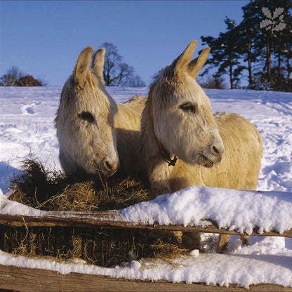 Box of 20 National Trust Birds & Wildlife Charity Christmas Cards