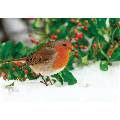 Box of 20 National Trust Birds & Wildlife Charity Christmas Cards