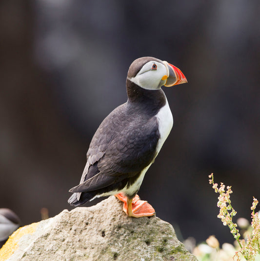 Unmistakable Puffin Sound Greeting Card