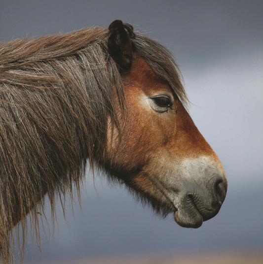 Exmoor Pony Sound Greeting Card