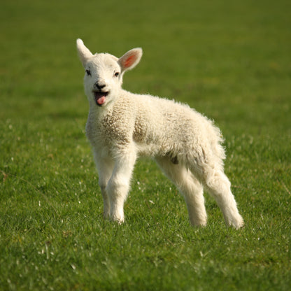 Adorable Cute Lamb Sound Greeting Card