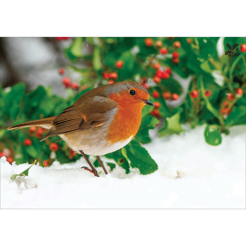 Box of 20 National Trust Birds & Wildlife Charity Christmas Cards
