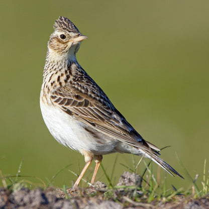 British Birds Skylark Sound Greeting Card