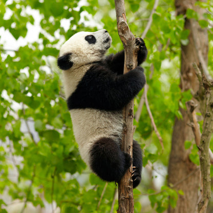 Endangered Wildlife Panda Sound Greeting Card
