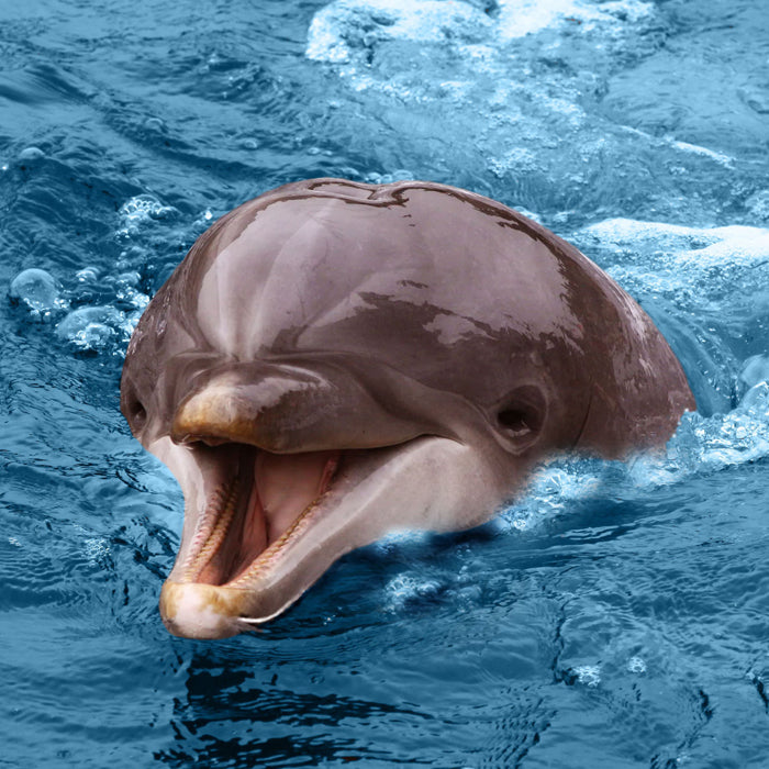 Endangered Wildlife Dolphin Sound Greeting Card