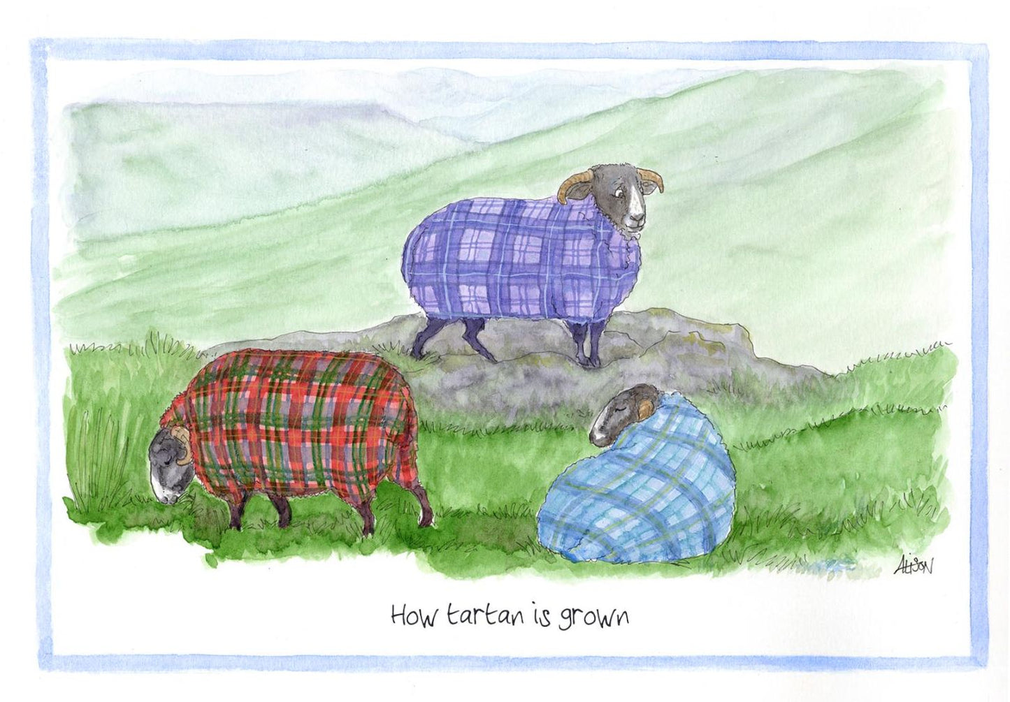 How Tartan Is Grown On Sheep! Alison's Animals Cartoon Greeting Card