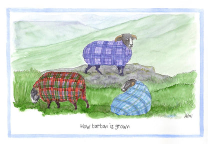 How Tartan Is Grown On Sheep! Alison's Animals Cartoon Greeting Card