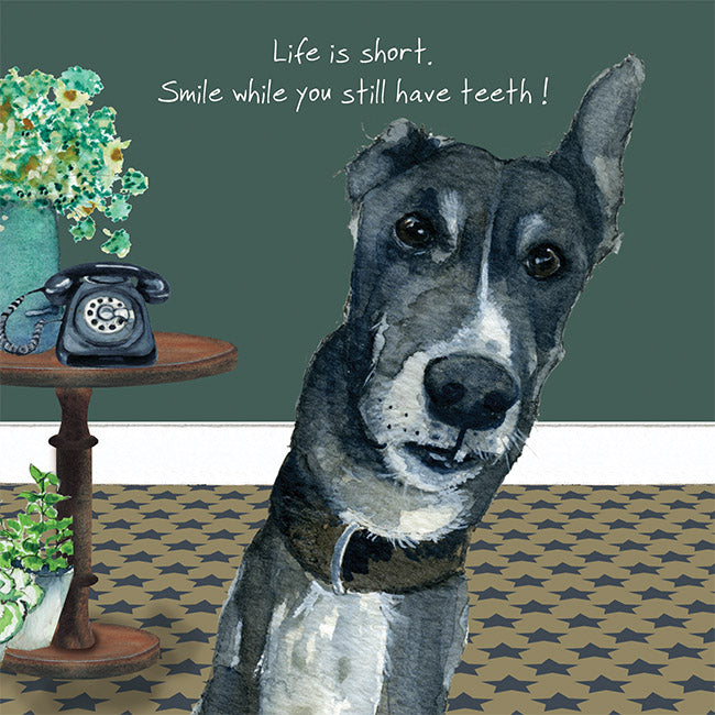 Greyhound Smile Little Dog Laughed Greeting Card