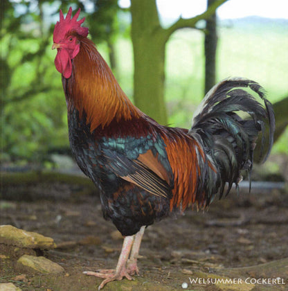 Down On The Farm Cockerel Sound Greeting Card