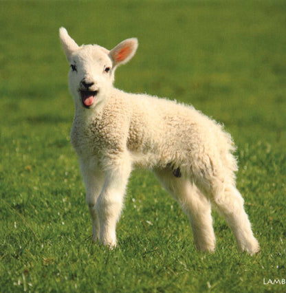 Adorable Cute Lamb Sound Greeting Card