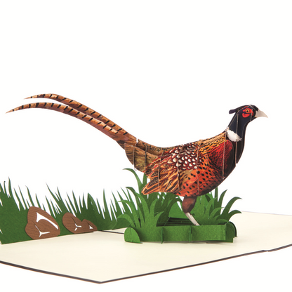 Wild Pheasant Pop Up Greeting Card