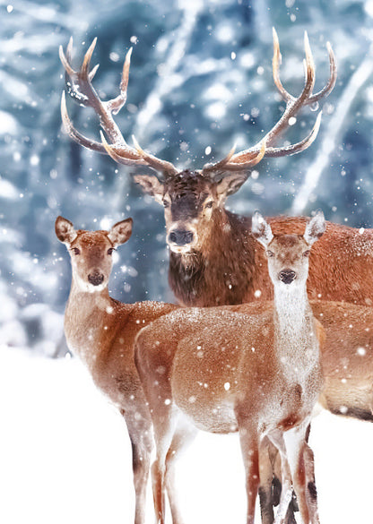 Box of 24 Christmas Winter Animals Assorted Christmas Cards