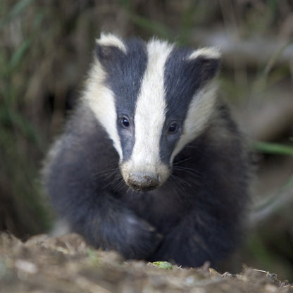 Hidden Nature Badger Sound Greeting Card