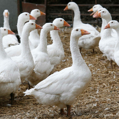 Down On The Farm Geese Sound Greeting Card