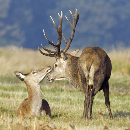 Hidden Nature Red Deer Sound Greeting Card