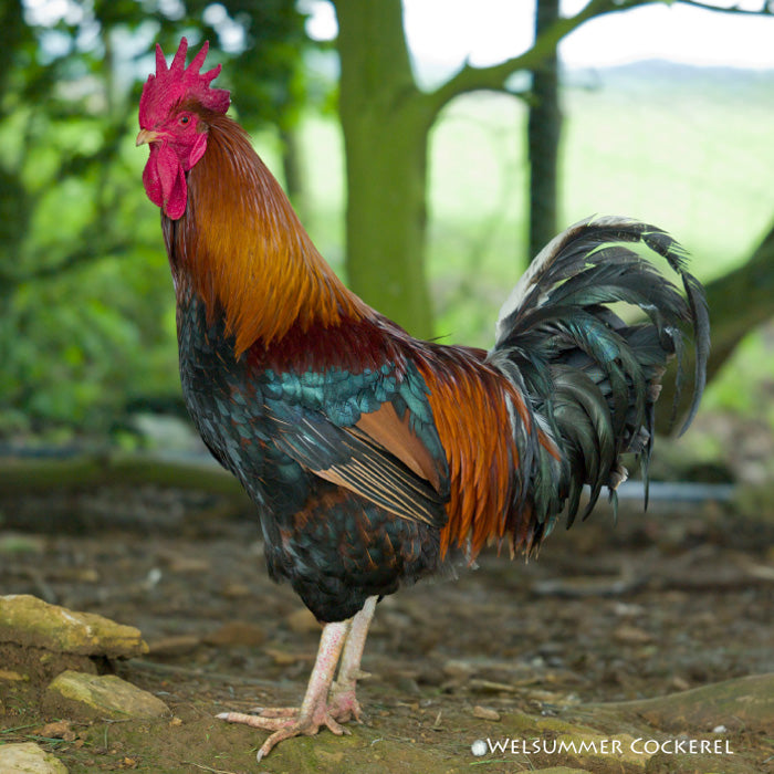 Down On The Farm Cockerel Sound Greeting Card