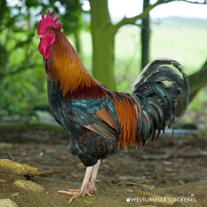 Down On The Farm Cockerel Sound Greeting Card